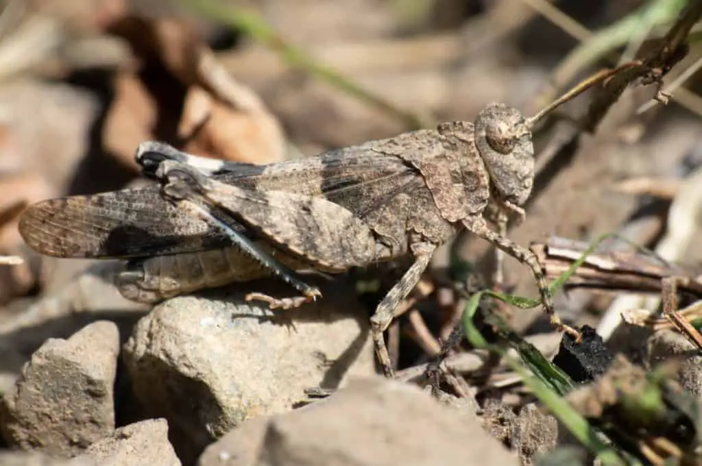 Brown Spotted Grasshopper