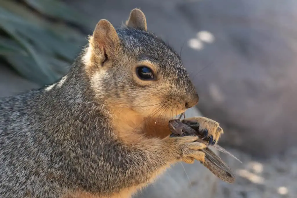 Squirrel munching on a grasshopper
