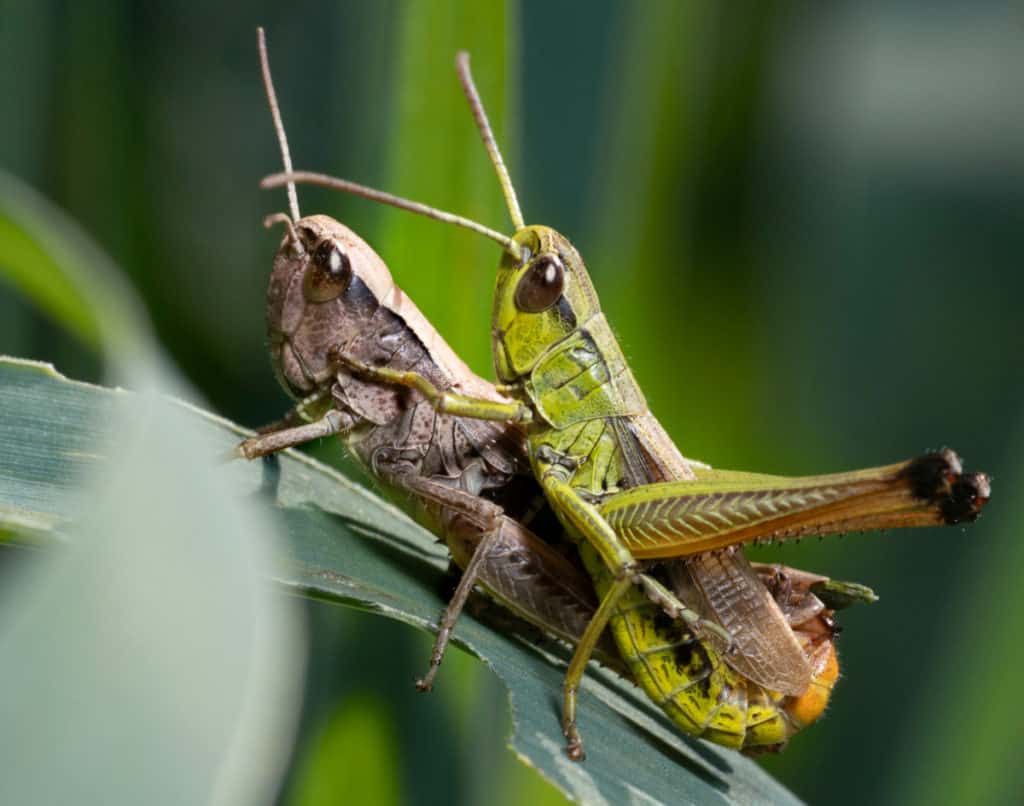 Grasshoppers Mating