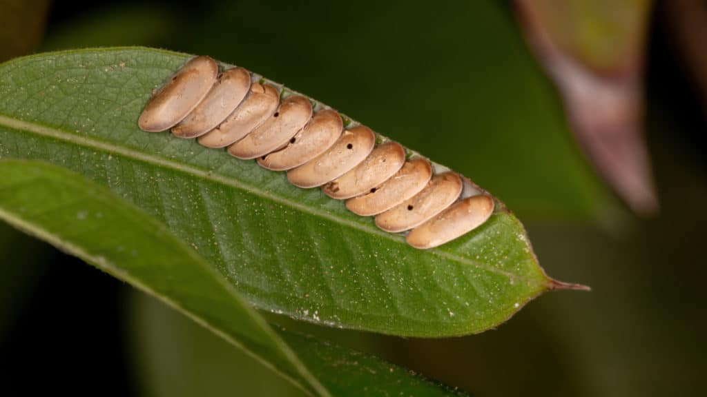 Grasshopper,Eggs,On,A,Jabuticaba,Leaf