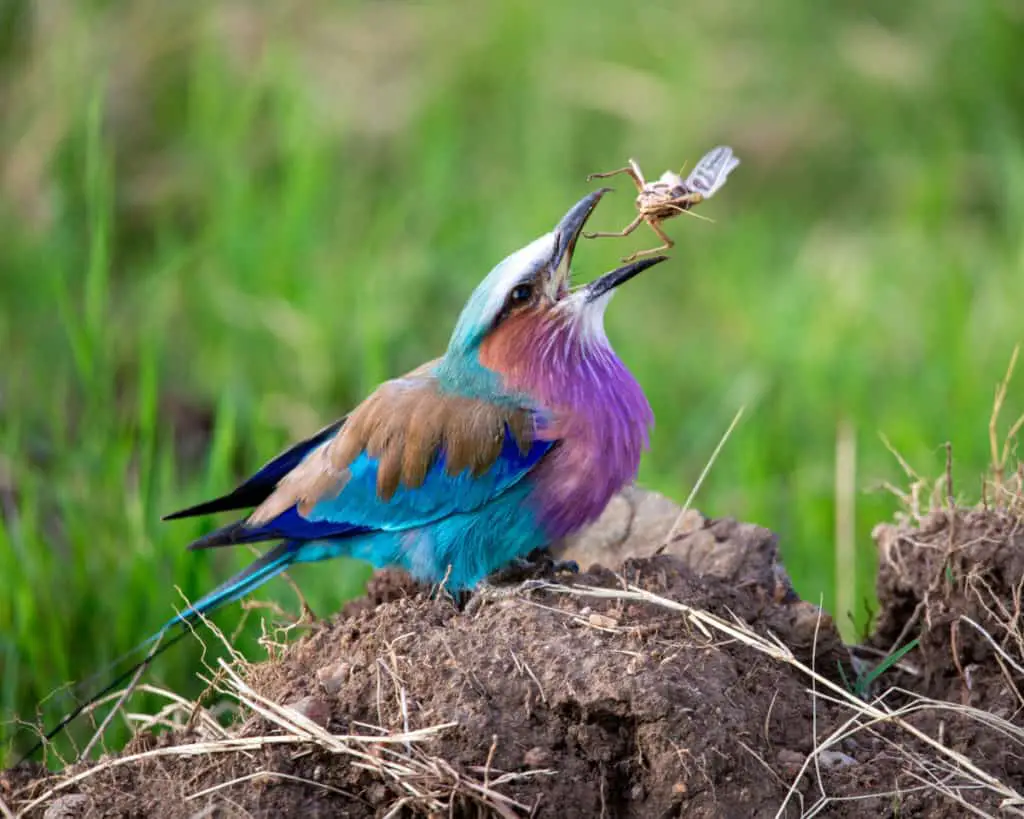 Bird eating grasshopper