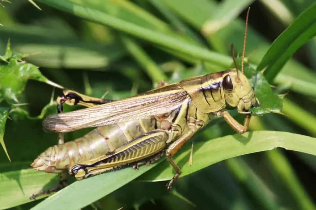 Clear Winged Grasshopper