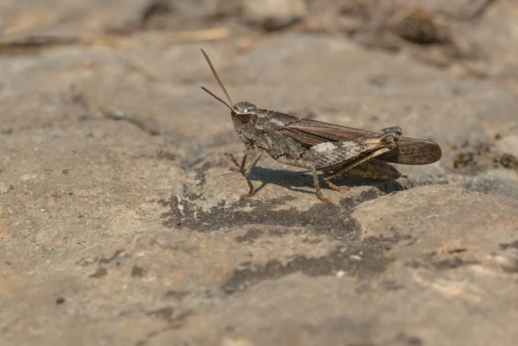 Green Striped Grasshopper