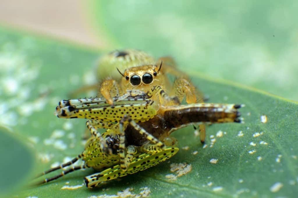 Jumping spider eating a grasshopper