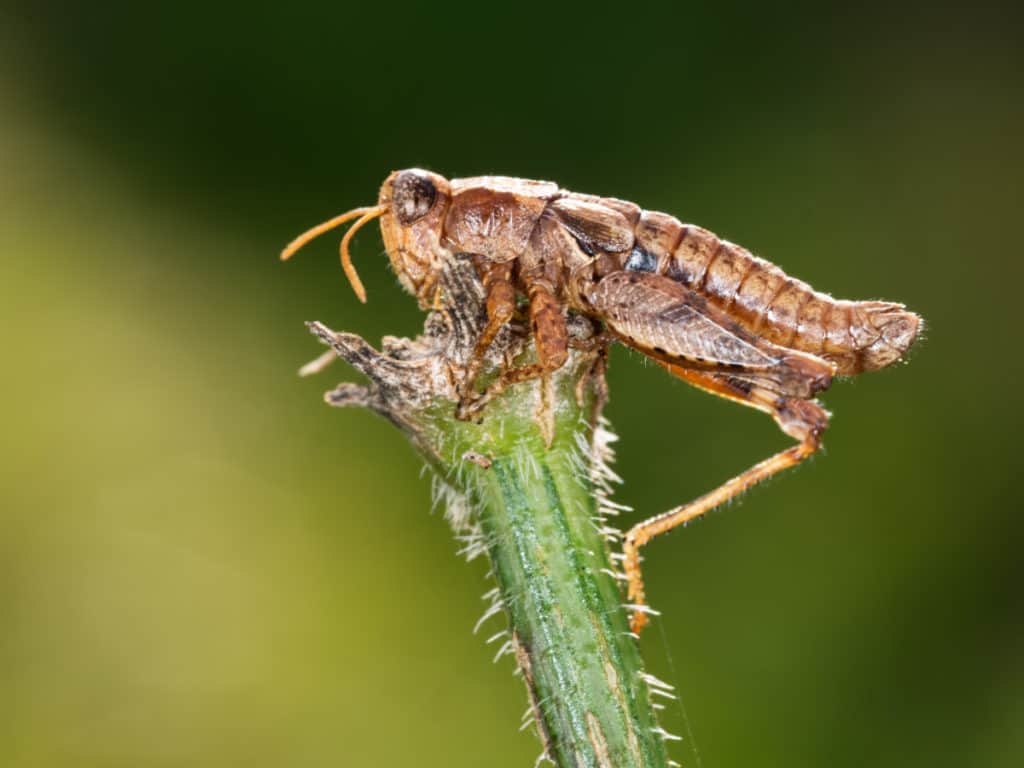 Fungus killing a grasshopper