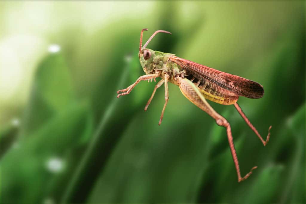 Grasshopper Jumping