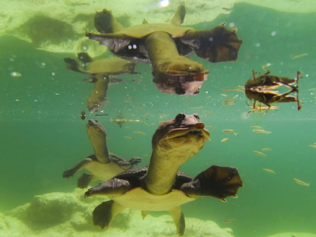 Turtle hunting a grasshopper