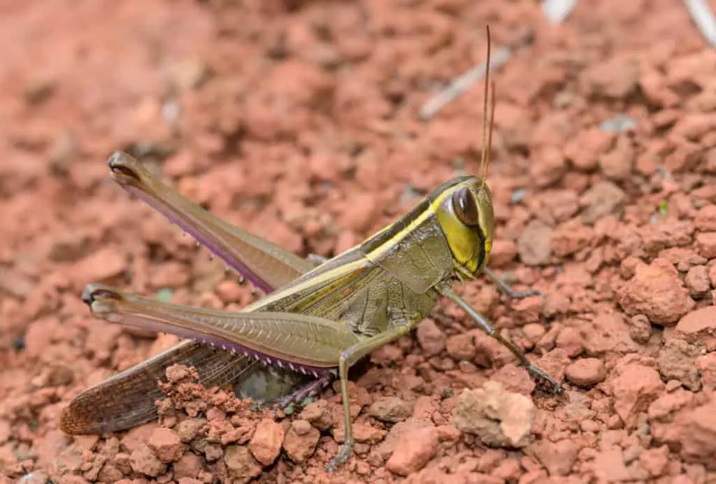 Grasshopper laying eggs in soil