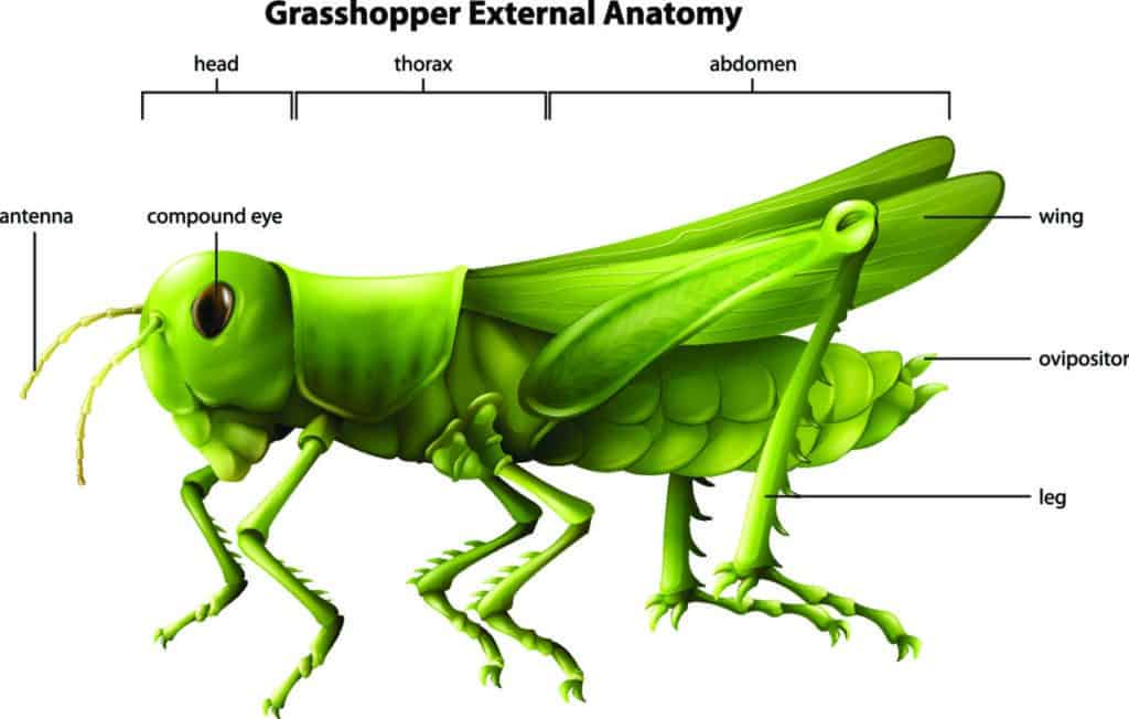 Grasshopper Anatomy