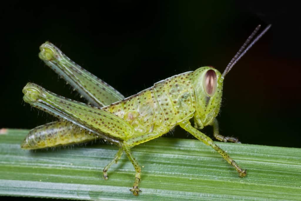 Grasshopper Nymph