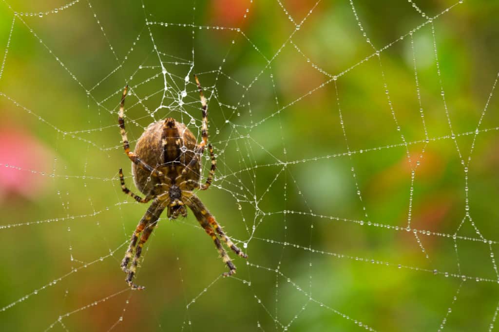 Orb Weaver spider resting in its web waitning to attack any unfortunate insect to get stuck in its web