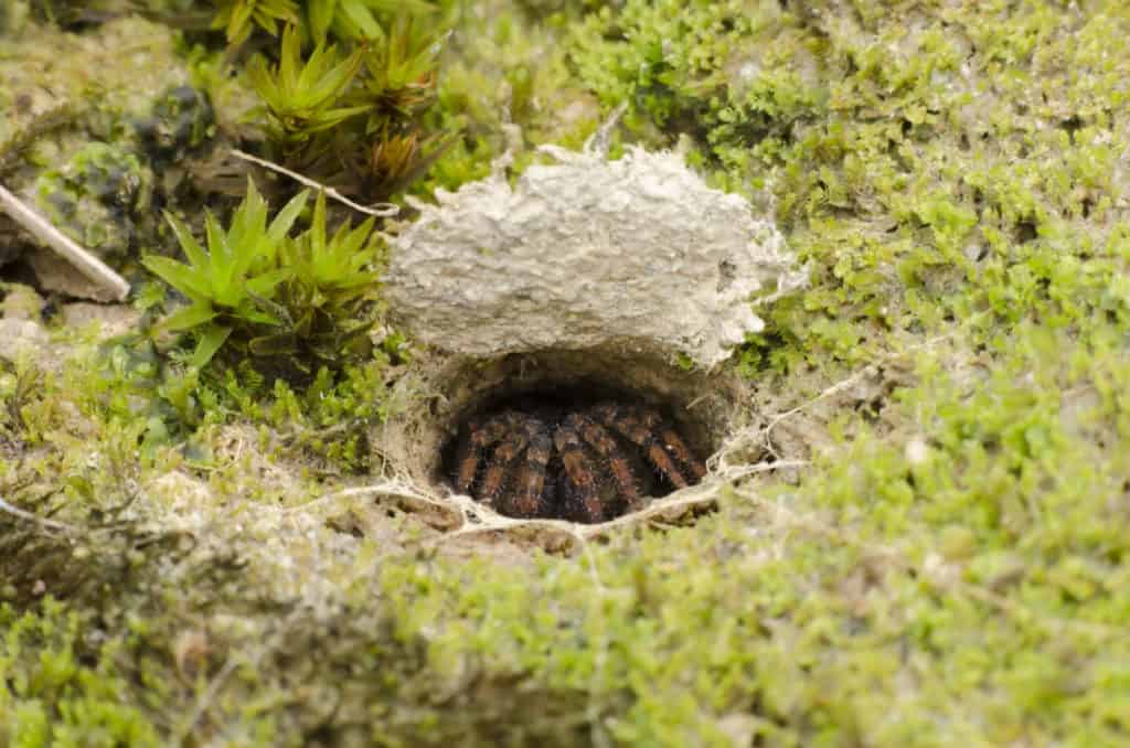 Trap door Spider resting in its burrow
