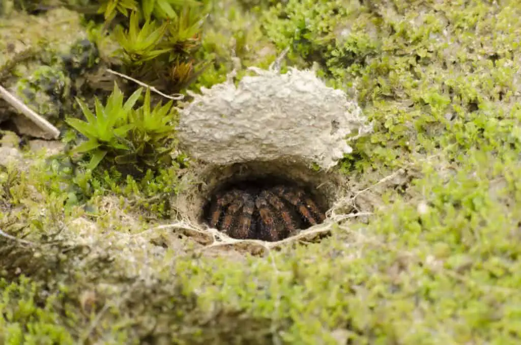 Trap door Spider resting in its burrow