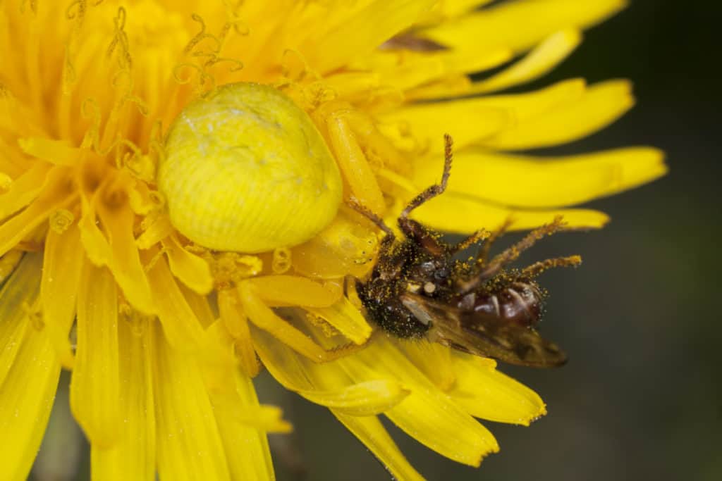 Goldenrod,Crab,Spider,Feasting,On,Fly.,