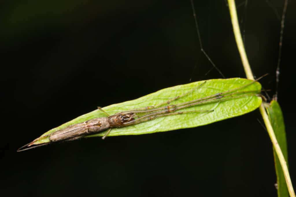 The long-jawed Orb weaving Spider resting