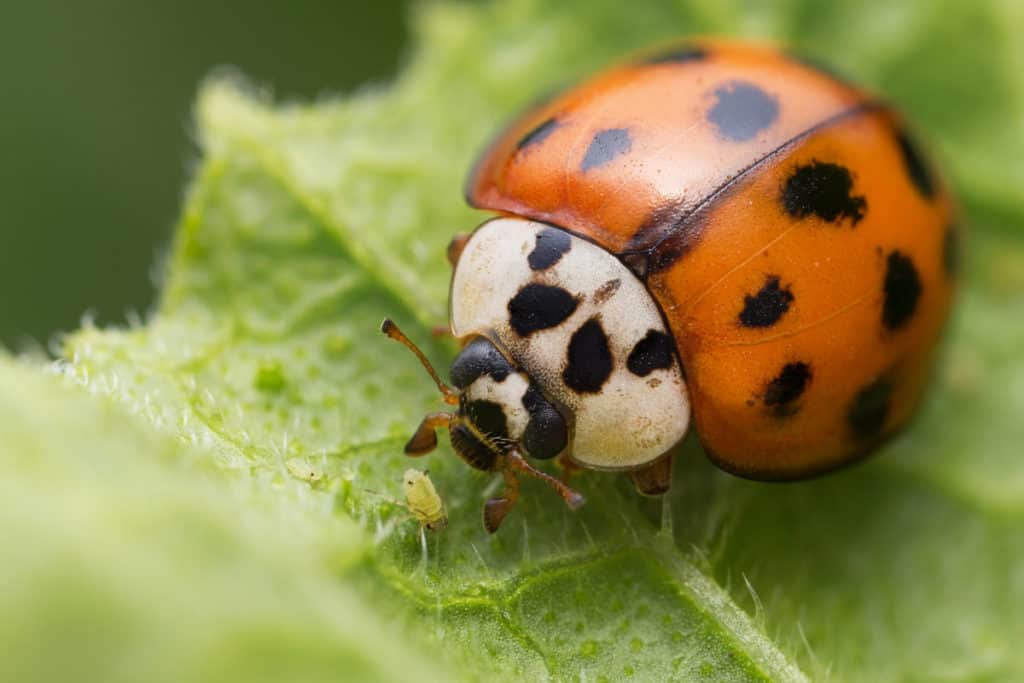 Ladybugs about to grab aphid with its mandibles