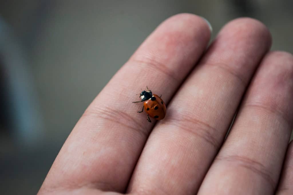 do-ladybugs-bite-they-re-so-cute-surely-not-whatbugisthat