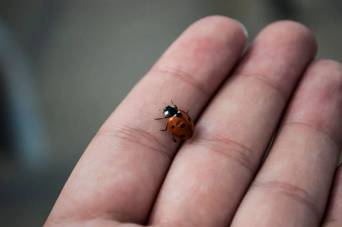 Do Ladybugs Bite? They’re So Cute, Surely Not!