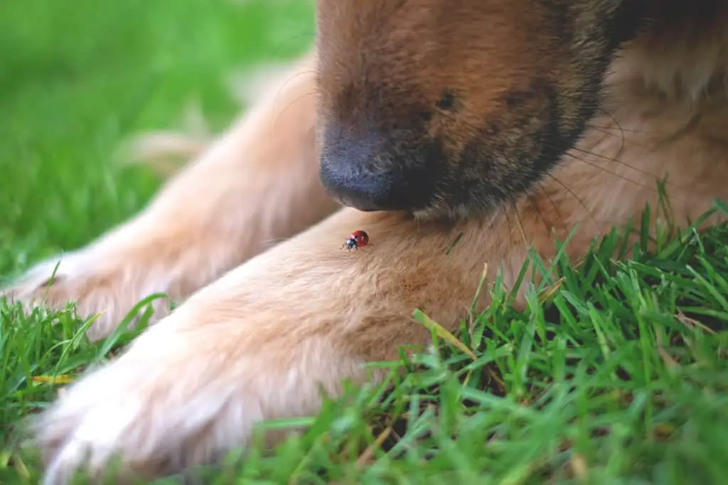 Ladybug on dogs paw