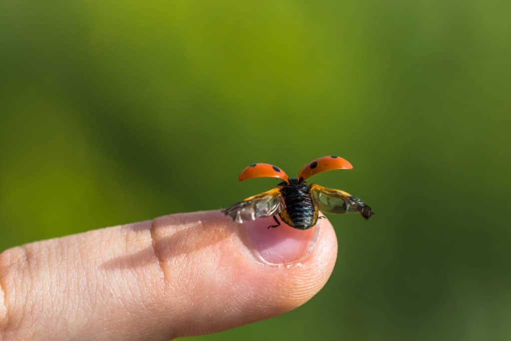 Ladybug taking flight