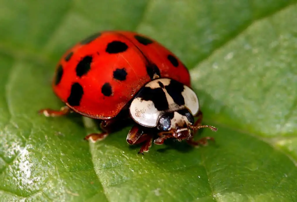The Asian lady beetle