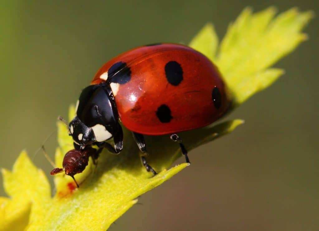 Ladybug eating aphid