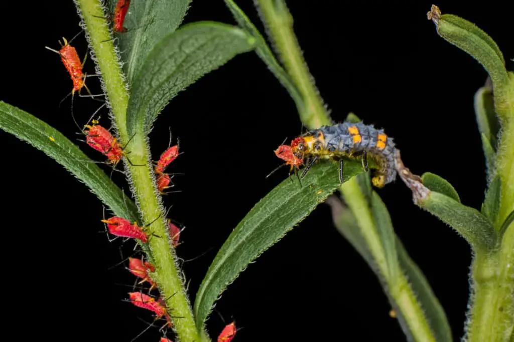 Ladybug Larvae feeding on red aphids