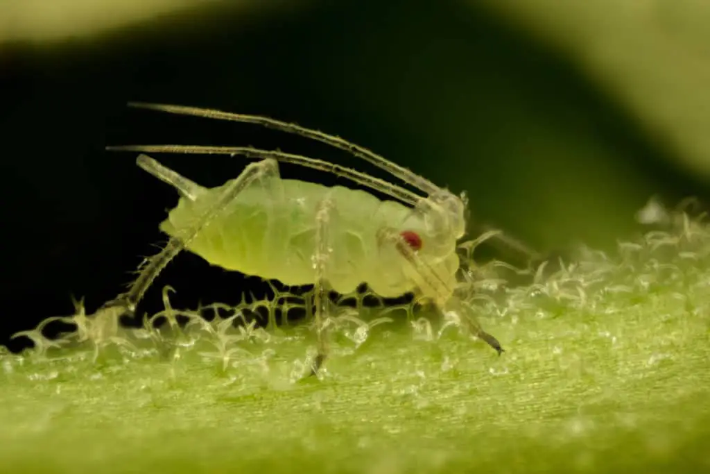 In this close up of an aphid  you can see it is feeding on sap from this plant