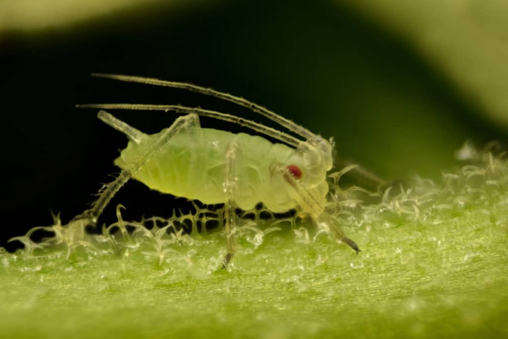 In this close up of an aphid  you can see it is feeding on sap from this plant