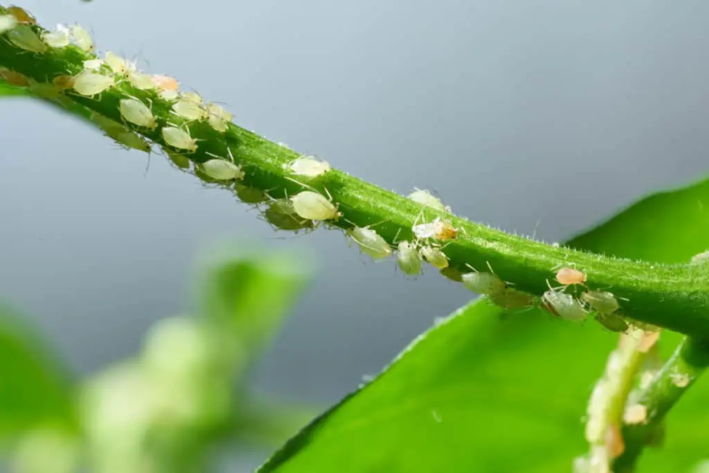 Group of Aphid on stem of plant