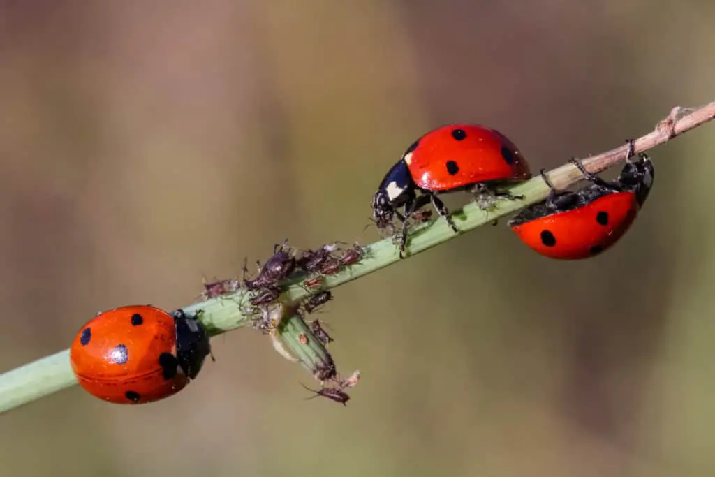 Three ladybugs eating aphids