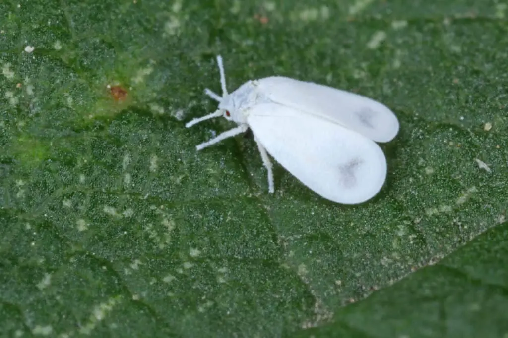 Close up of whitefly on cabbage leaf