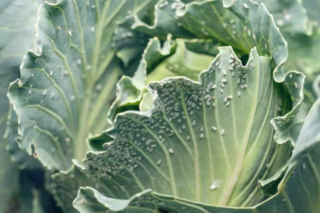 Whitefly are a major pest for cabbage farmers