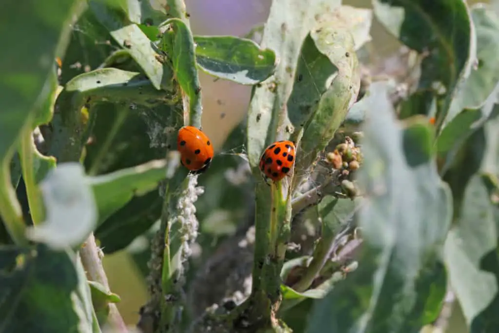 Ladybugs eating whitefly