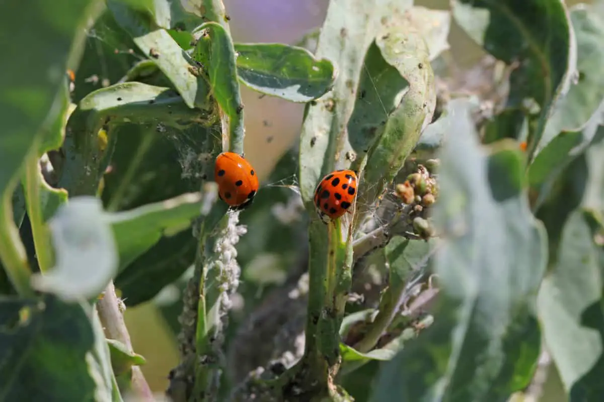 What Do Ladybugs Eat? – WhatBugIsThat