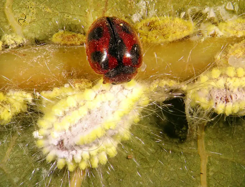  Ridolia Chilocorus ladybirds are fond of eating scales insects