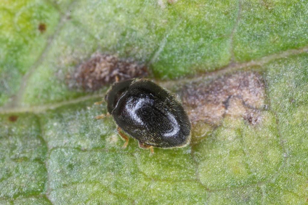 Stethorus Punctillum Ladybug is a mite destroyer 