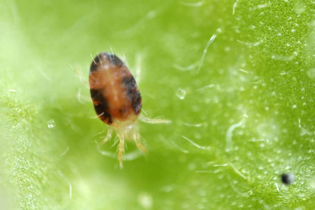 Two-spotted,Spider,Mite,Tetranychus,Urticae