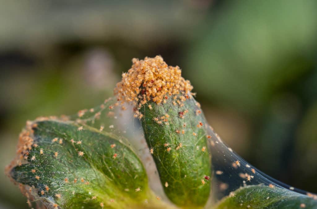 Red,Spider,Mite,On,Strawberry,Plant