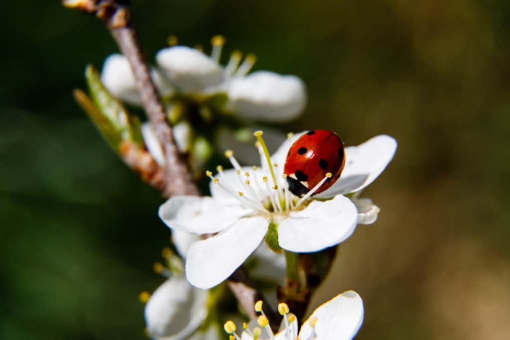 Ladybug getting nectar from a flower