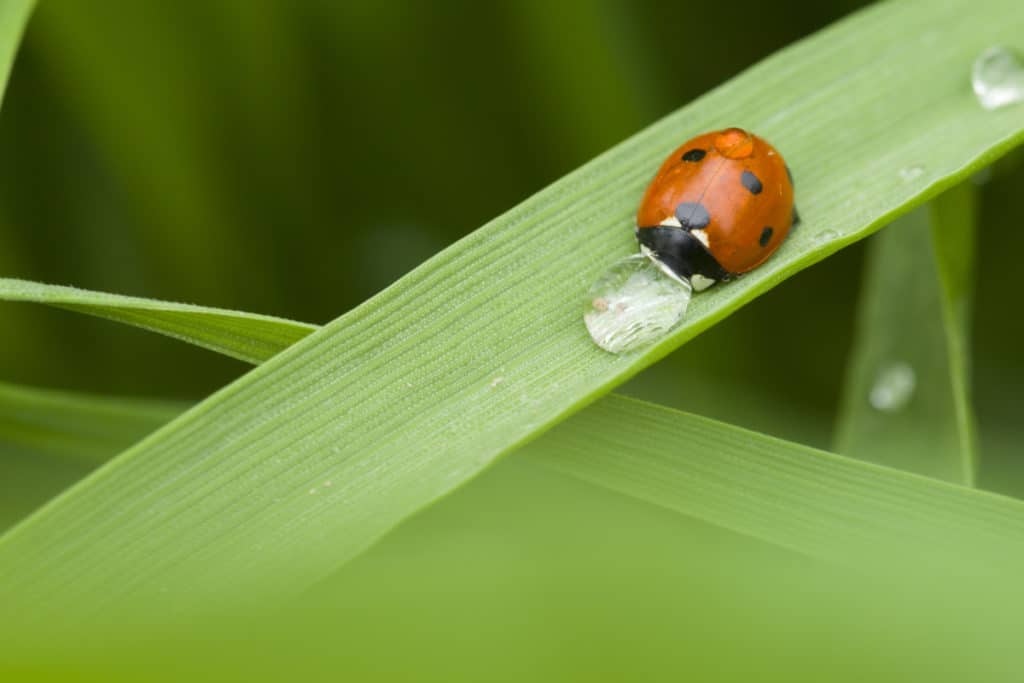 Ladybug drinking water