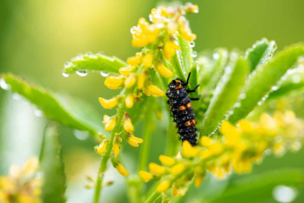 Ladybug larvae drinking dew drops