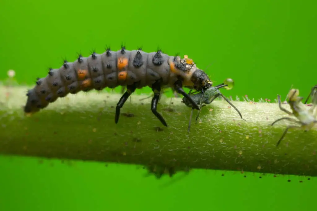 Ladybug Larvae eating Aphid