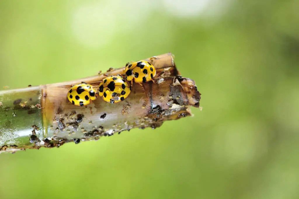 Ladybugs eating honeydew