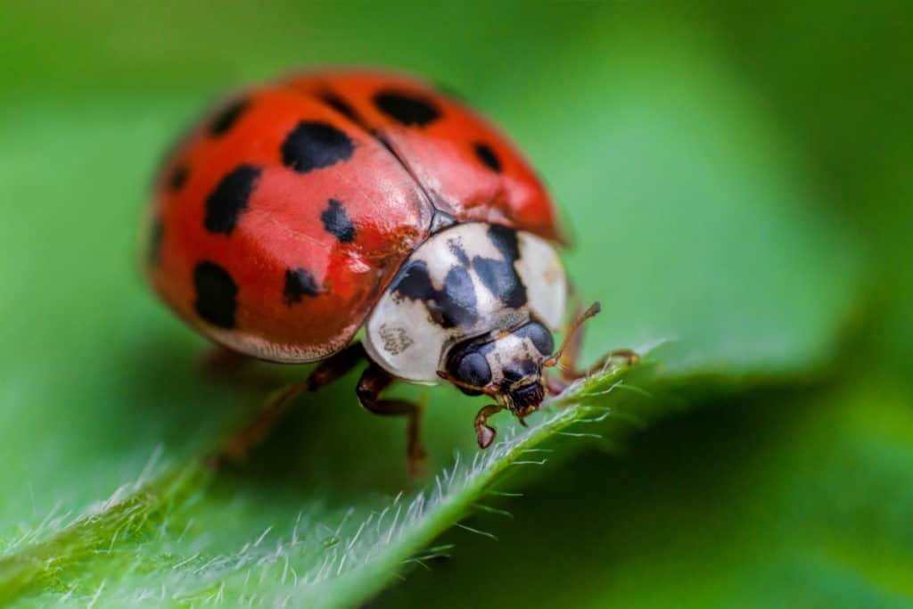 Ladybugs eyes
