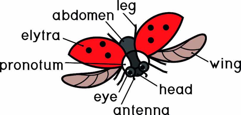 Parts Of A Ladybug Diagram