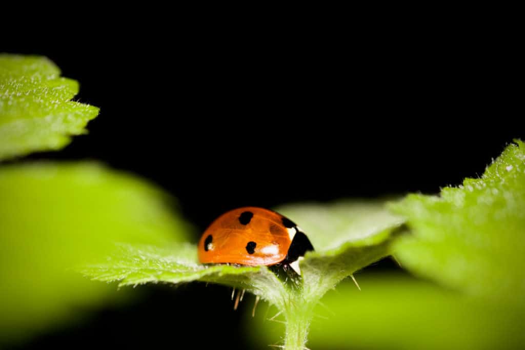 Ladybug asleep at night