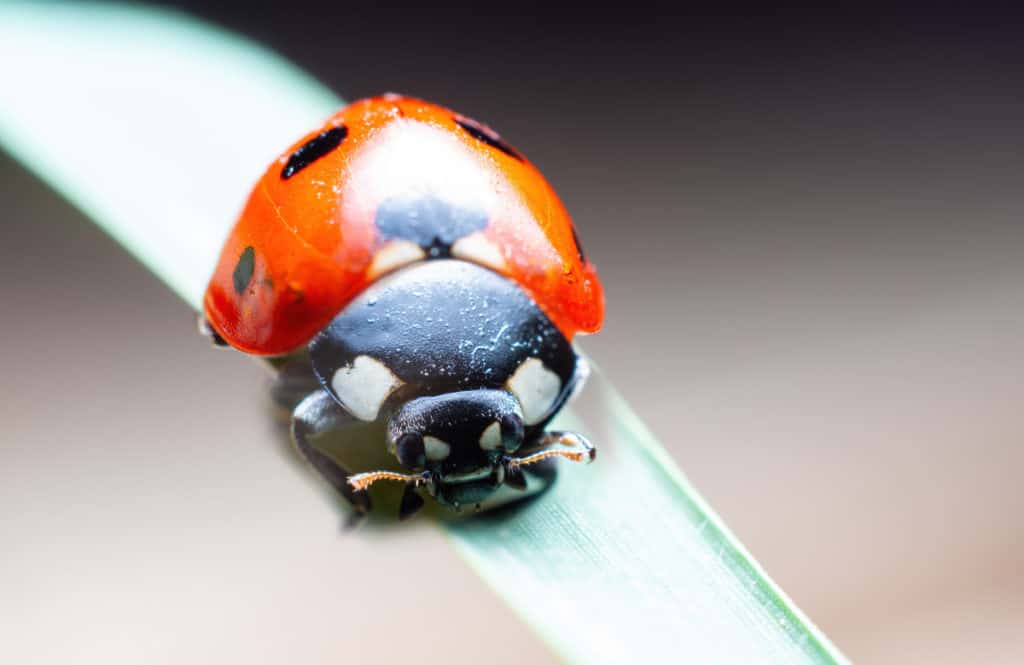 Close up of ladybugs head 