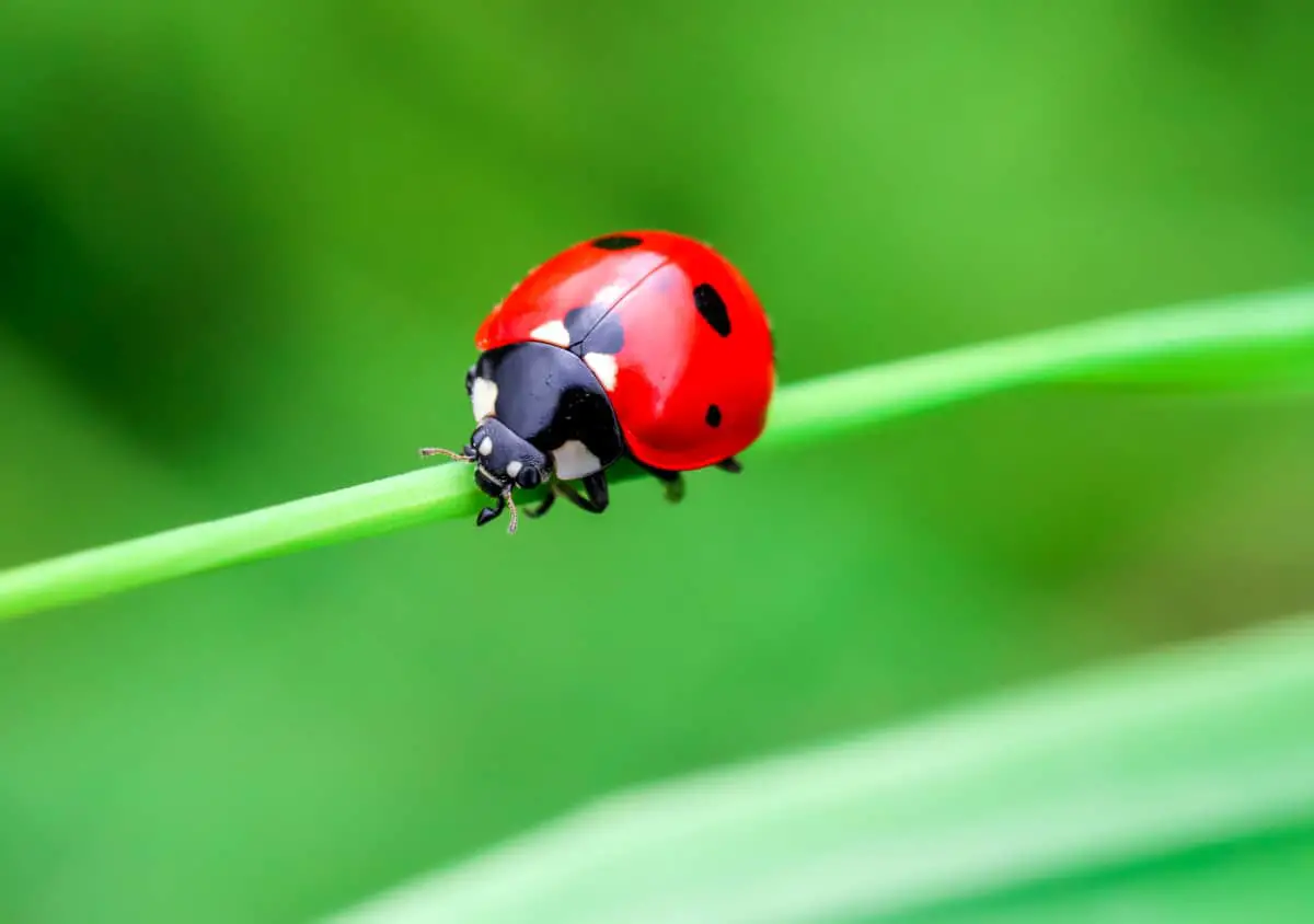 How Many Eyes Do Ladybugs Have?