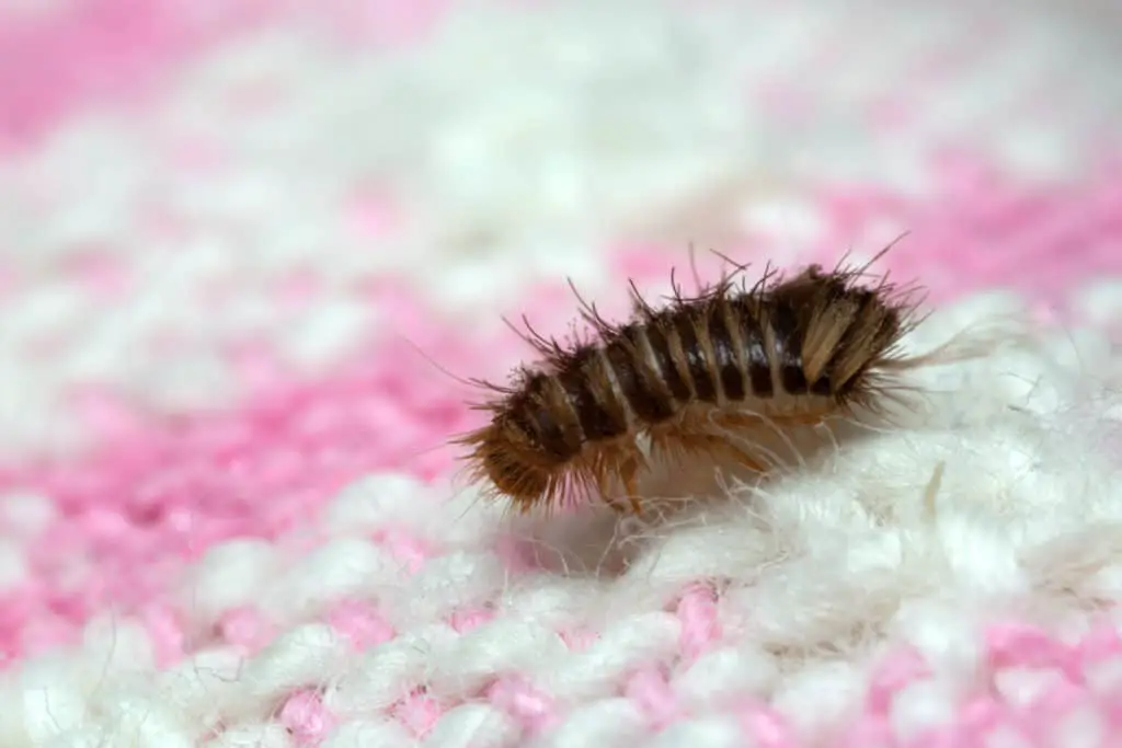 Carpet beetle larvae on carpet